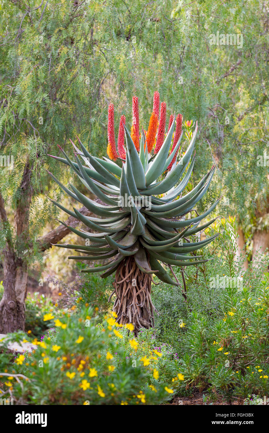 Natürliche Kaktus Pflanze in San Diego Kalifornien. Stockfoto