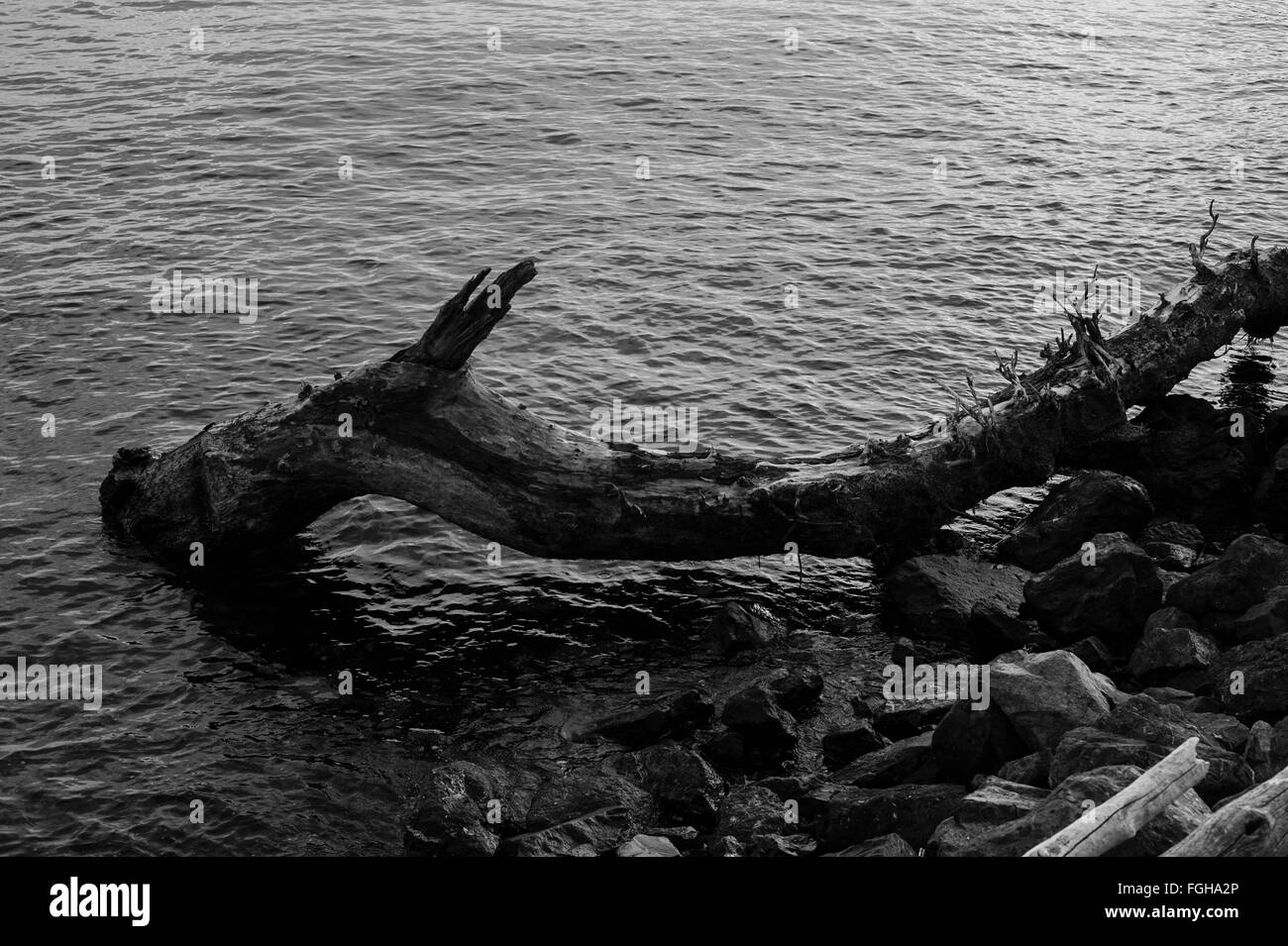 Dragon Drift Holz Trinkwasser entlang Puget Sound Stockfoto