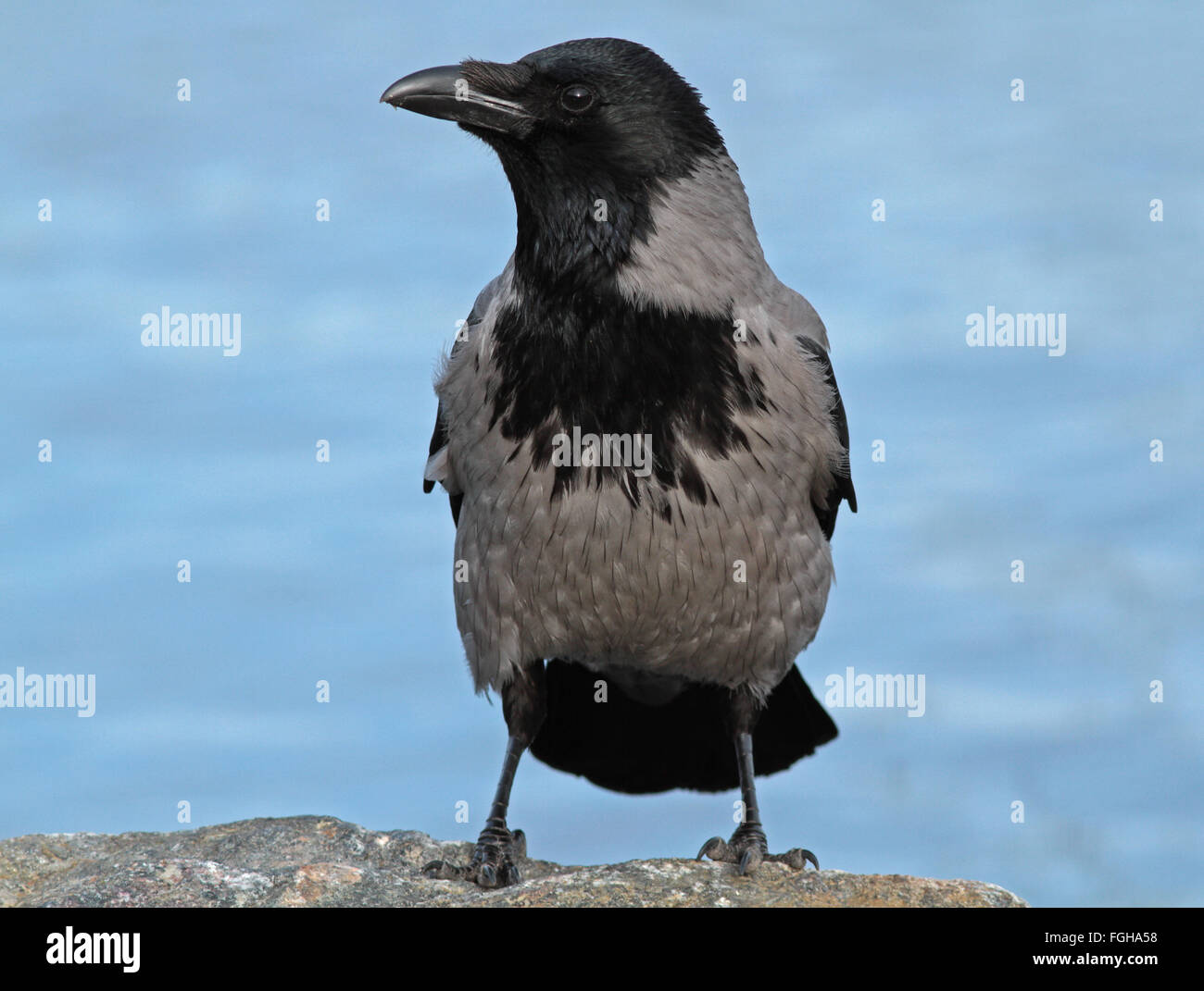 Krähe mit Kapuze, Hoodie, Corvus Cornix, Wasserhintergrund Stockfoto