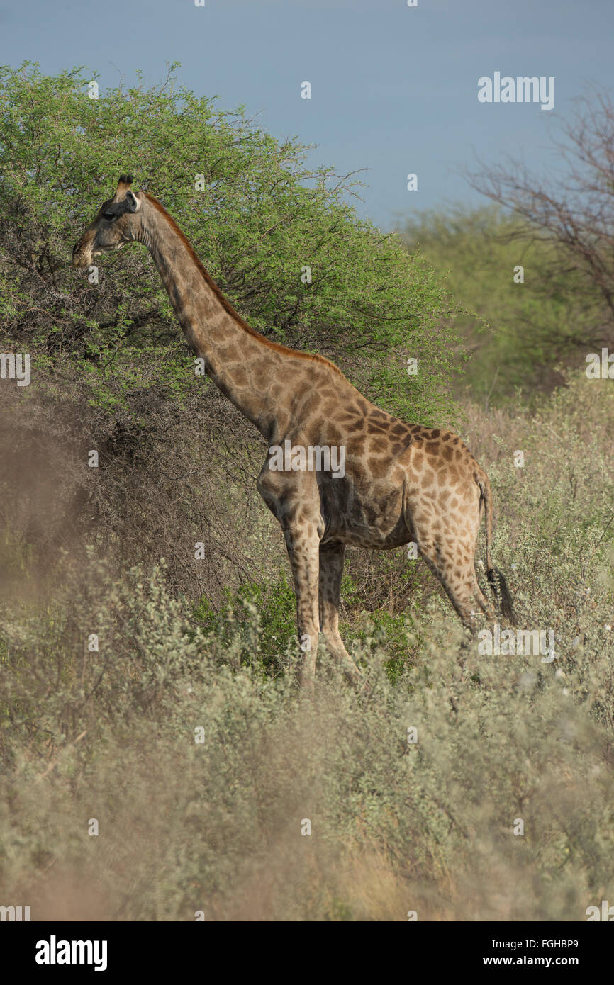 Die Giraffe ist ein auch afrikanische-toed ungulate Säugetier, das grösste lebende Landtier und der größte seiner Art von Wiederkäuern. Stockfoto