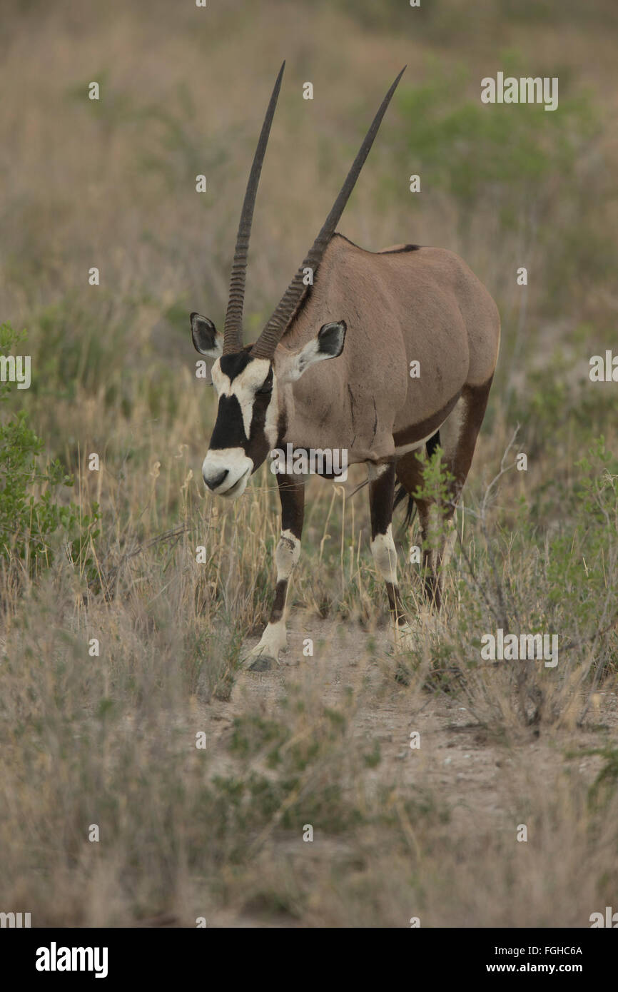 Oryx ist eine Gattung, bestehend aus vier großen Antilopenarten. Drei von ihnen sind in trockenen Gebieten von Afrika, und der Vierte zu t Stockfoto