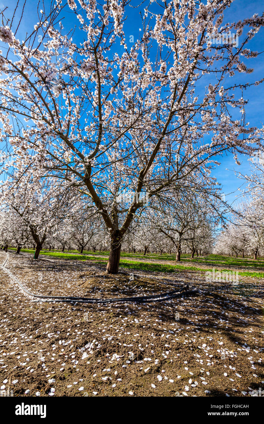 Ein Kalifornien Mandel Obstgarten in voller Blüte im Frühjahr 2016 im San Joaquin Valley in der Nähe von Modesto Stockfoto