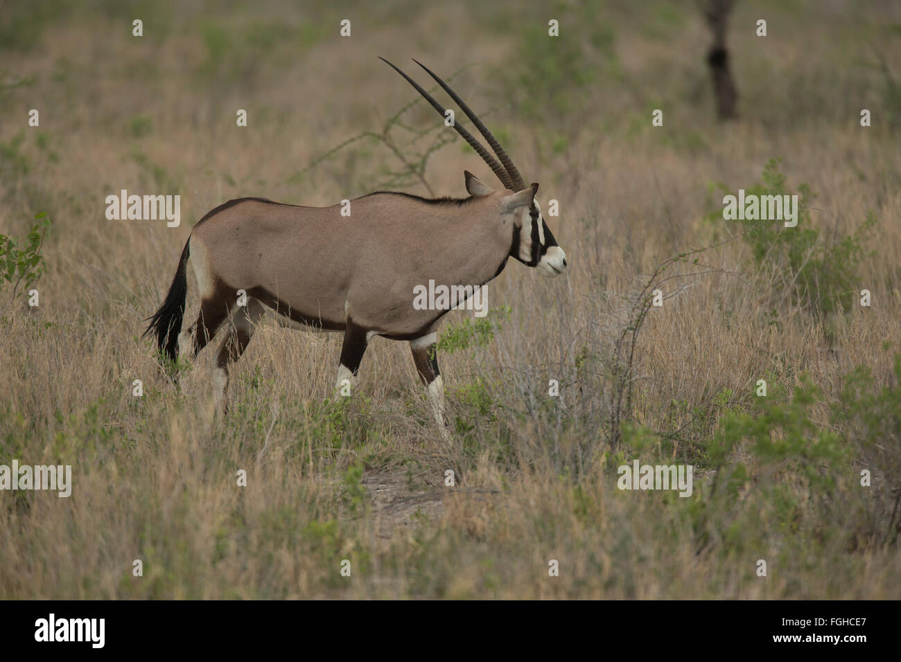 Oryx ist eine Gattung, bestehend aus vier großen Antilopenarten. Drei von ihnen sind in trockenen Gebieten von Afrika, und der Vierte zu t Stockfoto