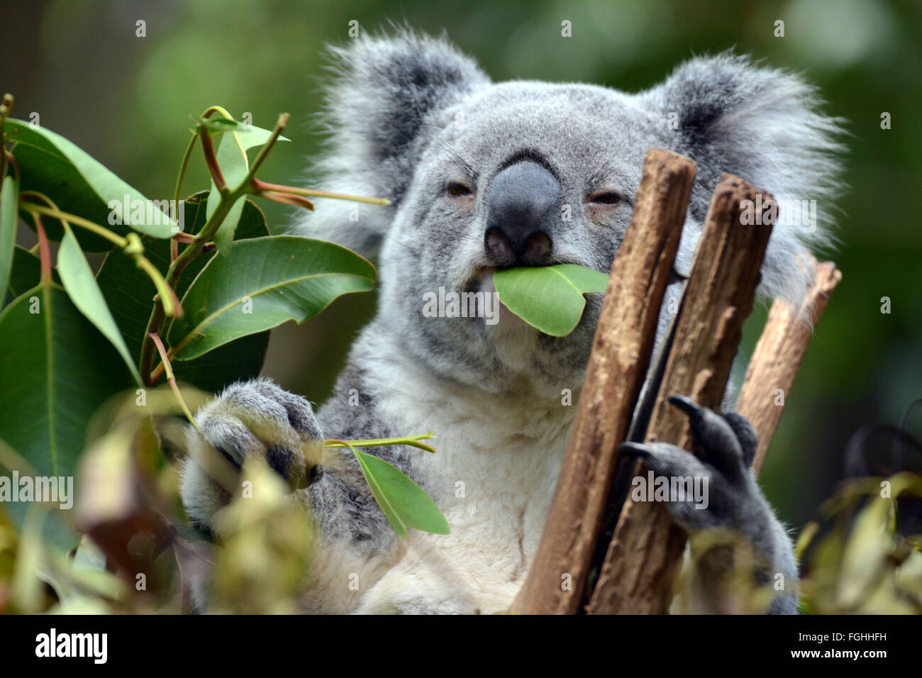 Koala im Lone Pine Koala Sanctuary Brisbane Stockfoto