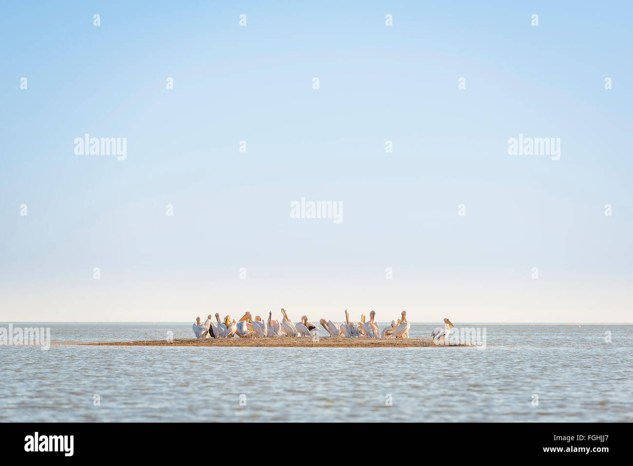 Pelikane Herde zusammen auf einer kleinen Insel voller Vögel in der Makgadikgadi Pan, Botswana, Afrika Stockfoto