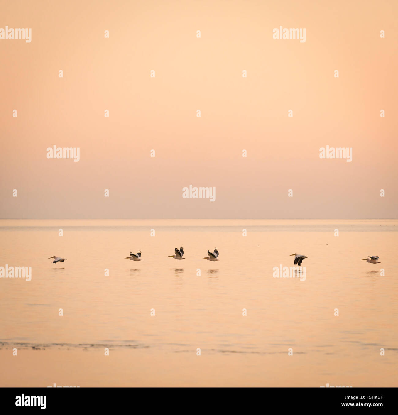 Pelikane gleiten über die Makgadikgadi Pan in der Abenddämmerung in Botswana, Afrika Stockfoto