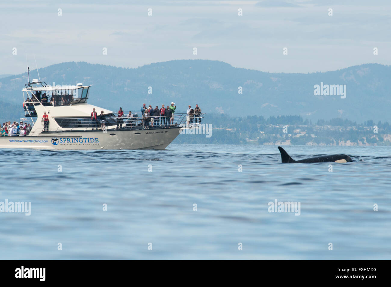 Ein Whale watching Boot mit Passagieren Uhren eine Orca-Oberfläche mit Bergen in der Ferne. Stockfoto