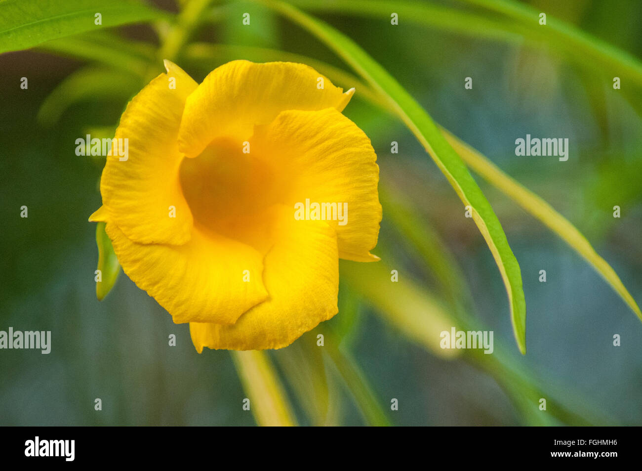 Werden noch Baum (Thevetia Peruviana) Blüte auf Kauai, Hawaii. Stockfoto