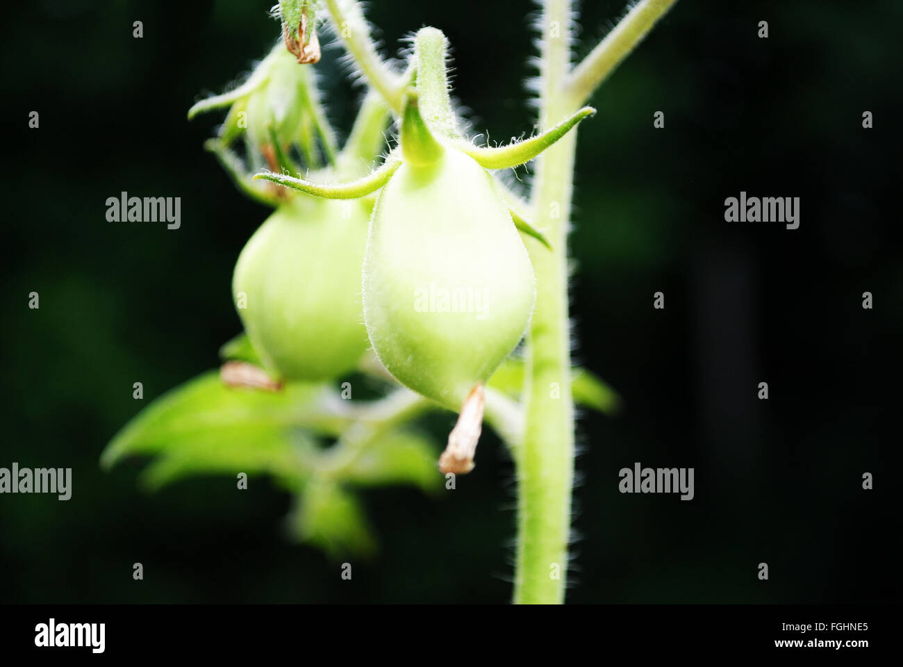 Startseite wachsenden Tomaten frisch und Bio Roma Stockfoto