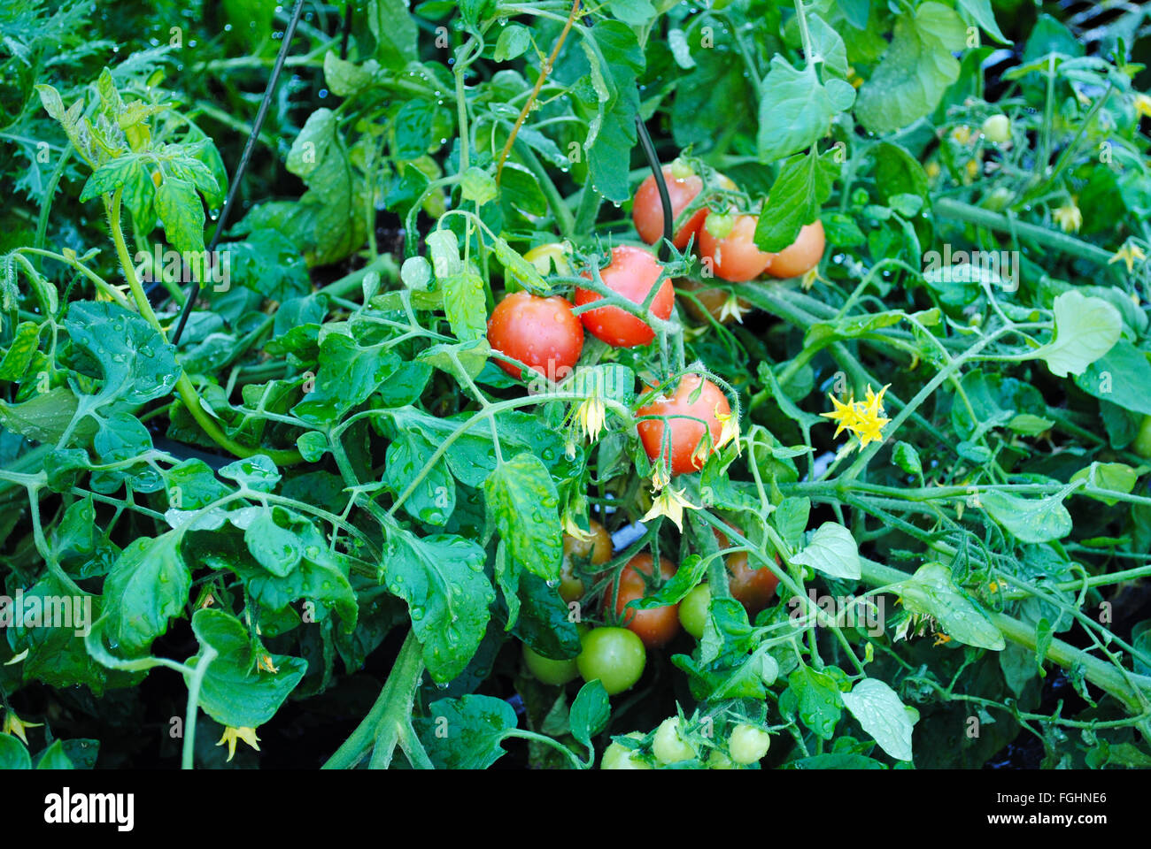 Großen Tomatenpflanze im Sommergarten Stockfoto