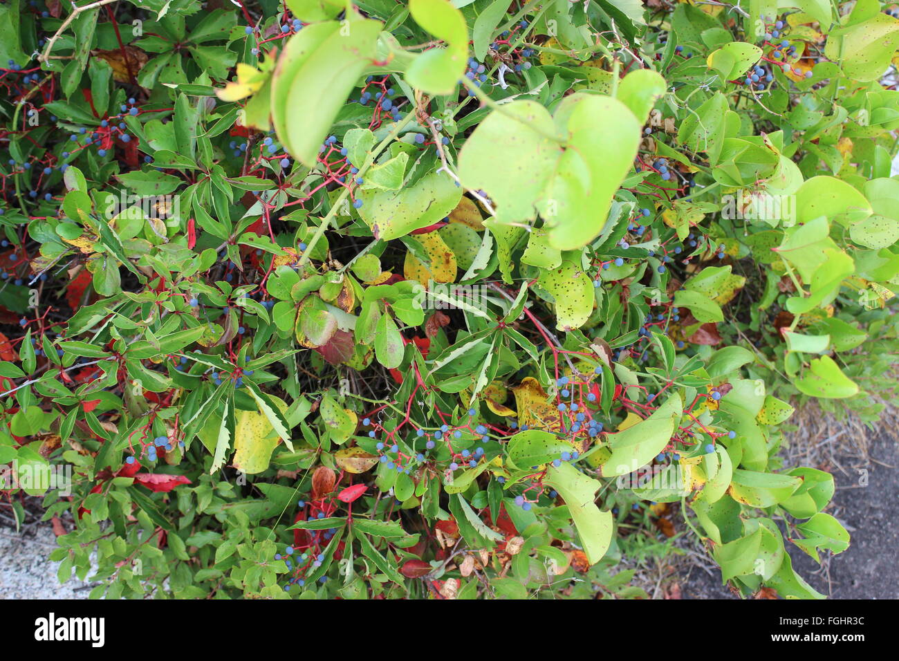 Wilde Beeren Pflanze im Herbst in New England, USA Stockfoto