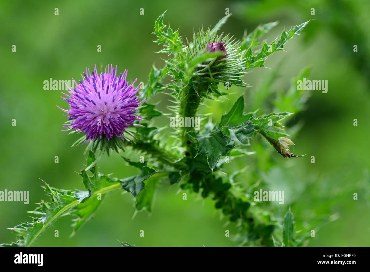 Lila rot Distel Blume auf grünem Hintergrund Stockfoto