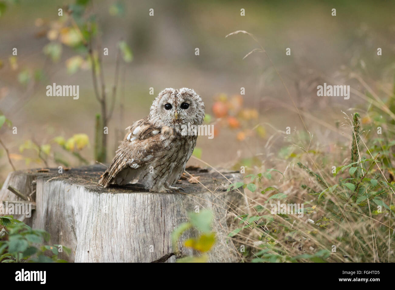 Tawny Owl / Waldkauz ( Strix aluco ) sitzt auf einem Baumstumpf in der natürlichen Umgebung einer Rodung, Europa. Stockfoto