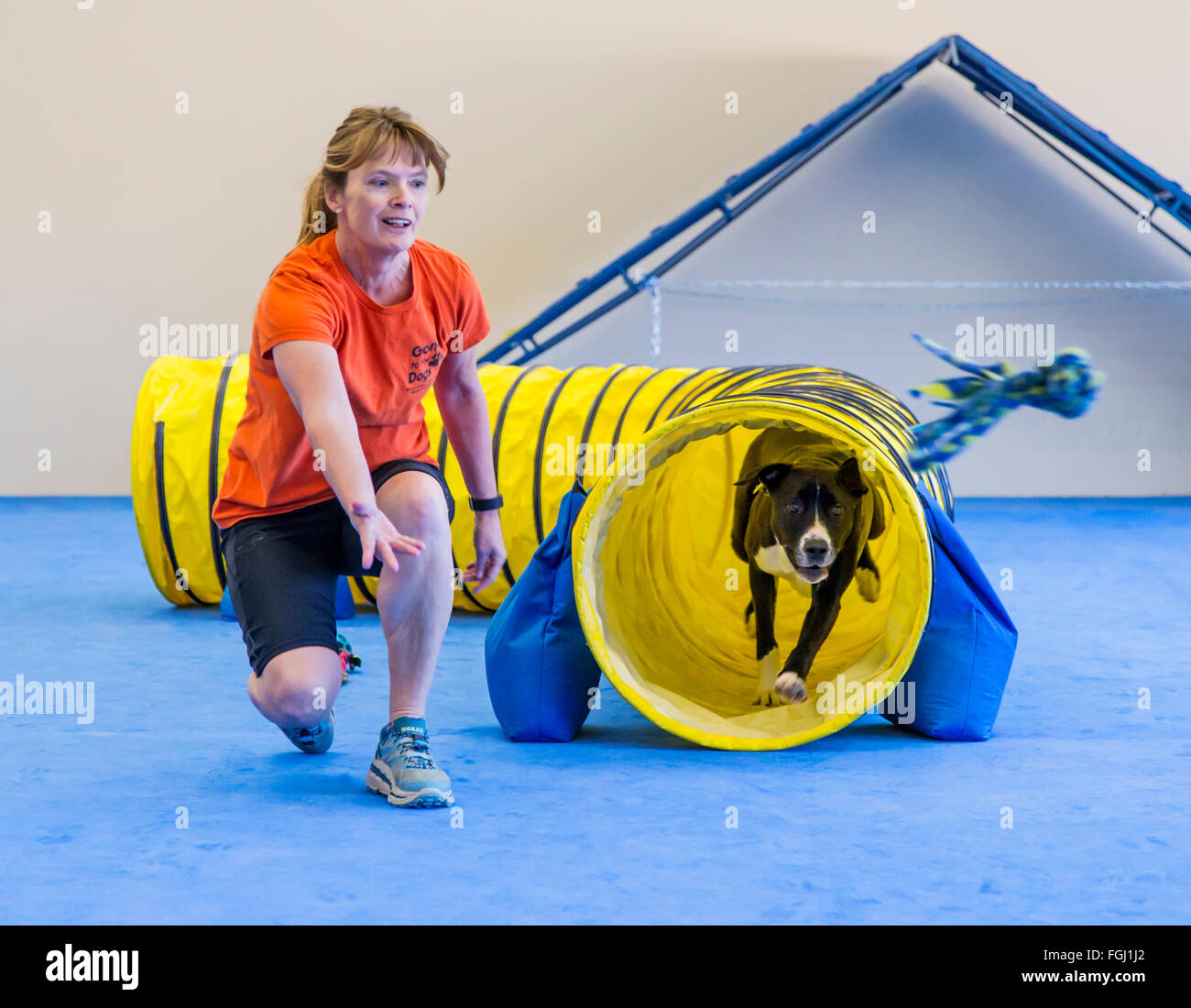 Tunnel Agility Dog Stockfotos und bilder Kaufen Alamy