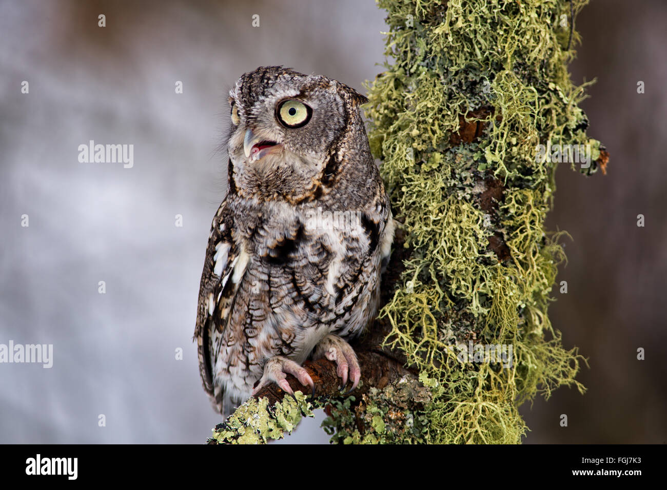 Östlichen Käuzchen sitzt auf einem Ast Flechten bedeckt. Stockfoto