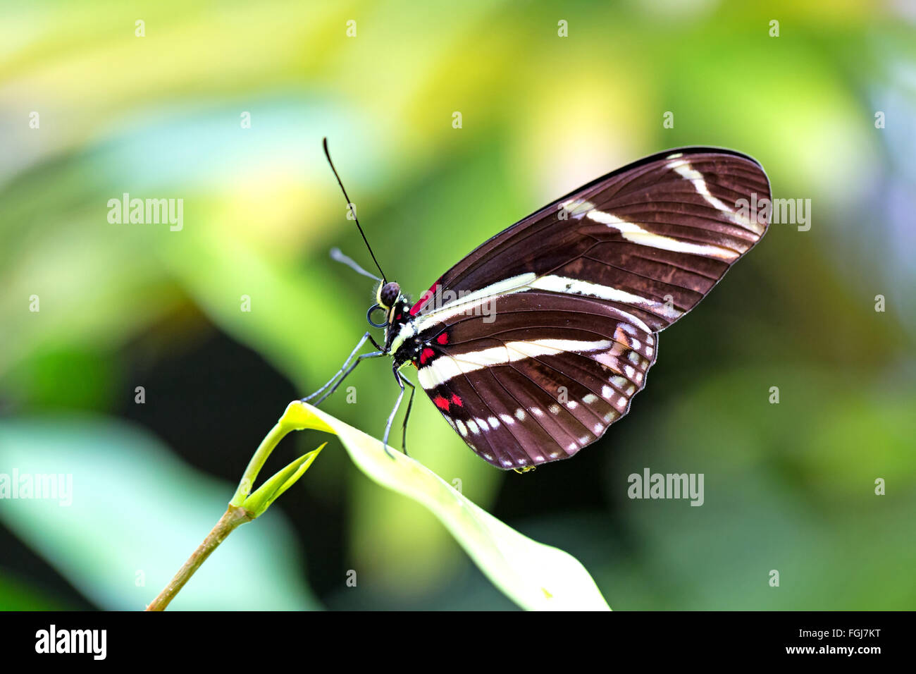 Schmetterling im Frühling. Üppiger Vegetation im Hintergrund Stockfoto