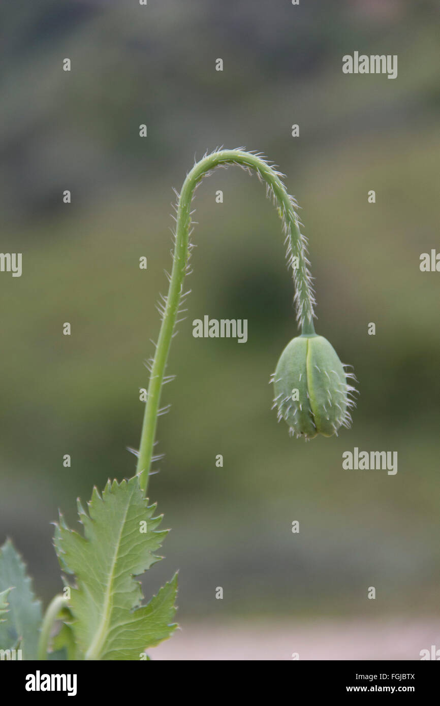 Schaltfläche "Blume", Pflanze, grüne Natur, Taste, Makro, Wachstum, Umwelt Stockfoto