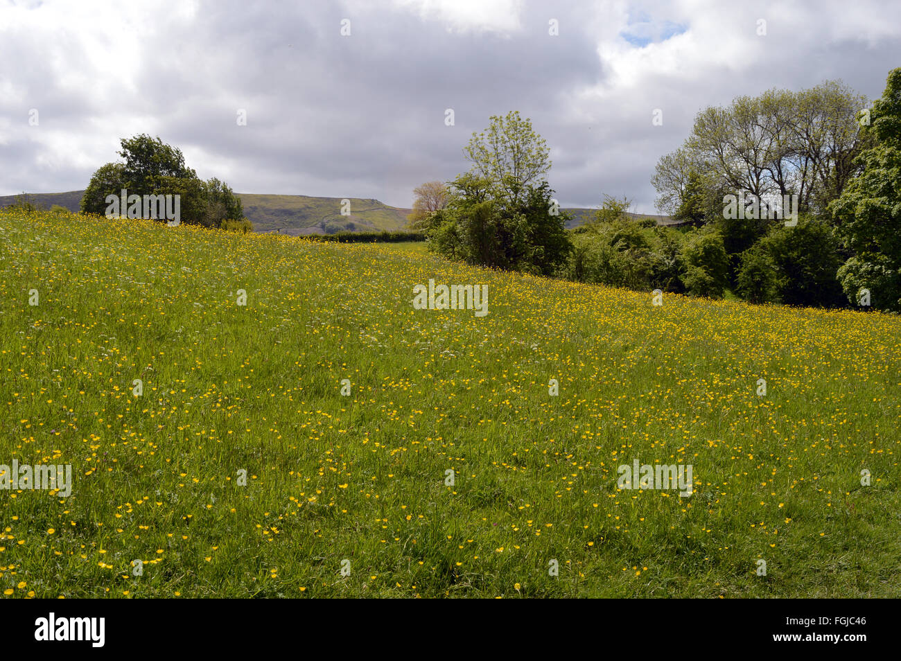 Eine Butterblume Wiese auf den Dalesway in den Yorkshire Dales nahe Grassington und Burnsall Stockfoto