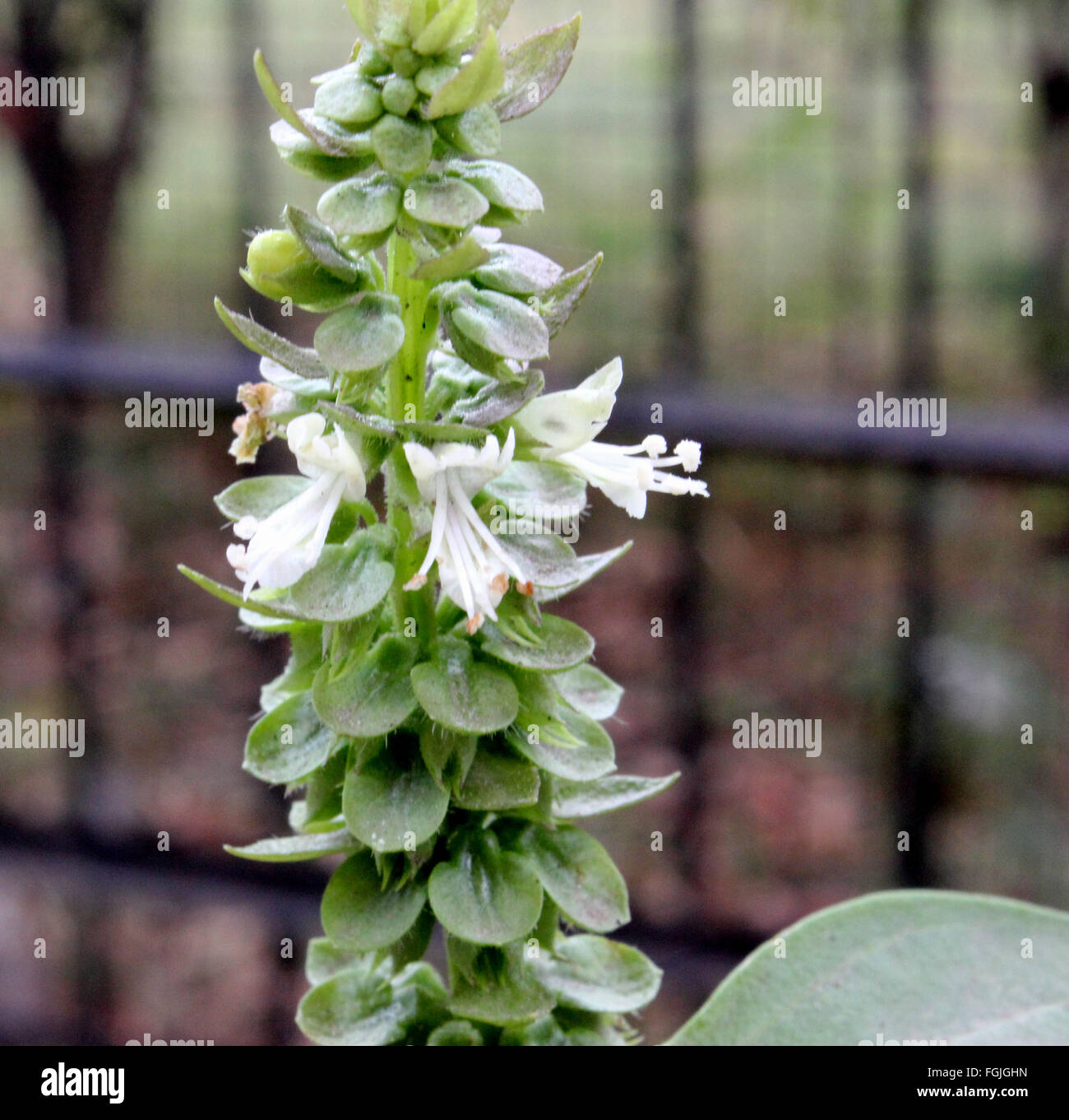 Ocimum Basilicum, Basilikum, aromatische einjähriges Kraut mit gegenüberliegenden grüne Blätter und weiße Blüten in Büscheln, Küchenkraut Stockfoto