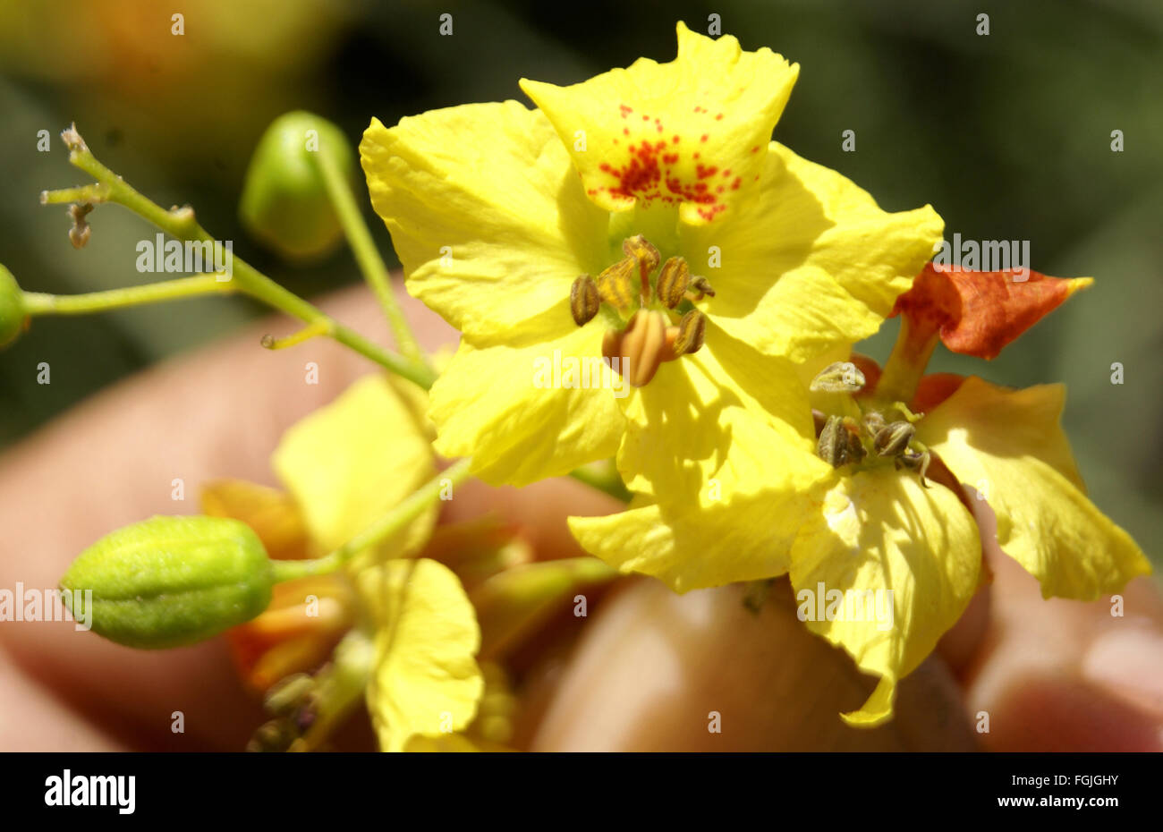 Parkinsonia Aculeata, Palo Verde, dornige Strauch oder kleiner Baum mit