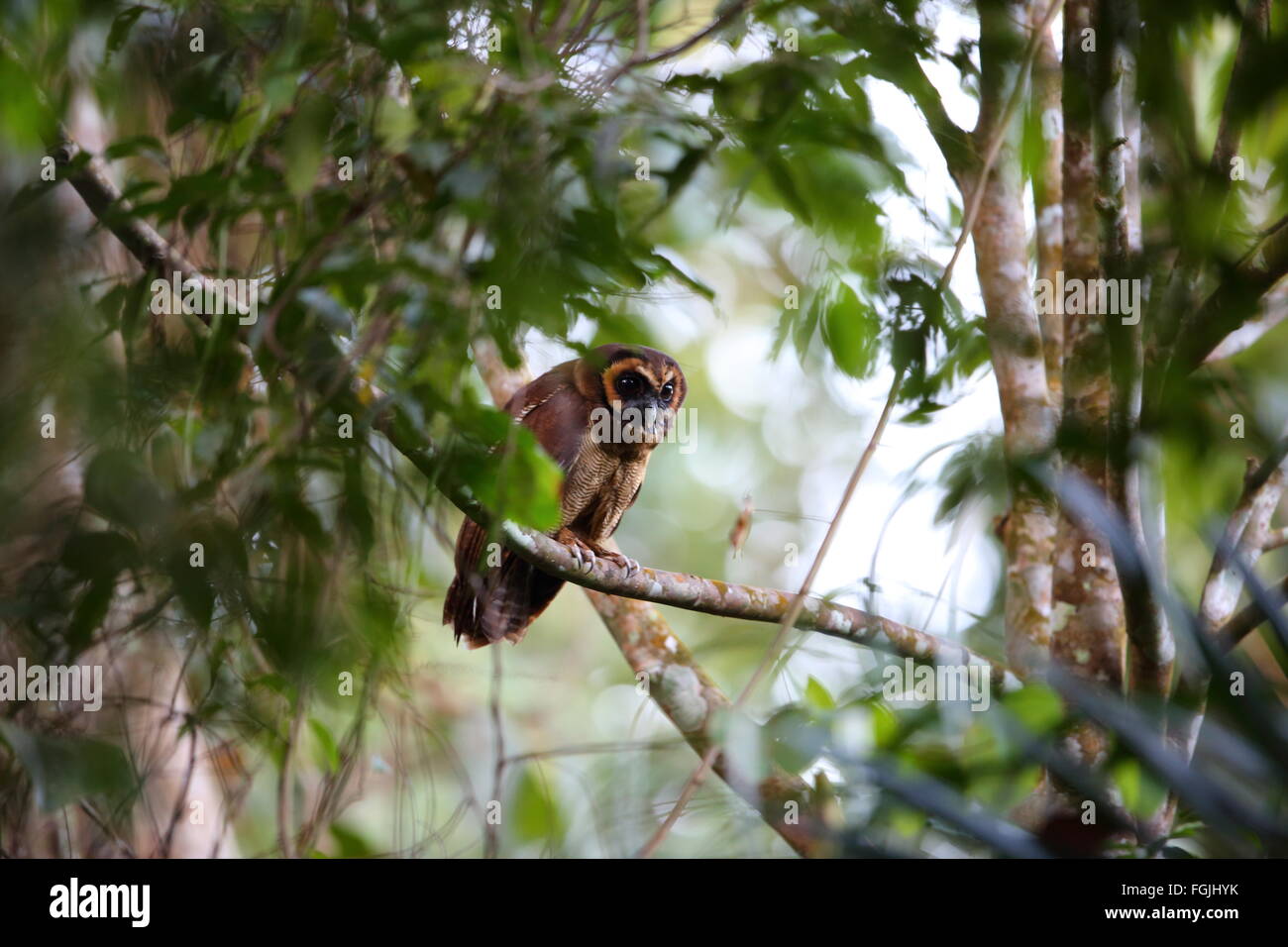 Braun Holz Eule (Strix Leptogrammica) in Thailand Stockfoto