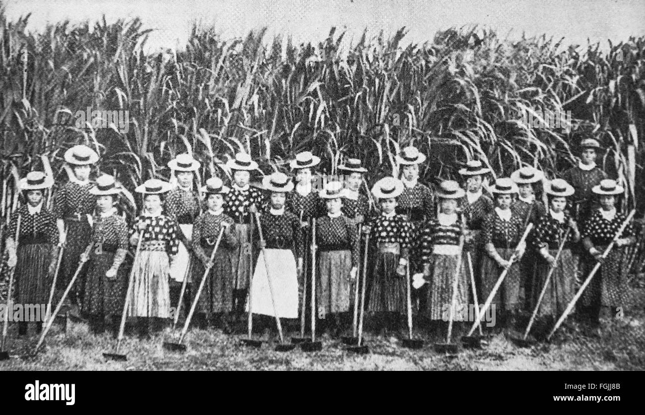 Japanischen Einwanderern Arbeiter beim Zuckerrohr Feld in Hawaii c 1885. Stockfoto