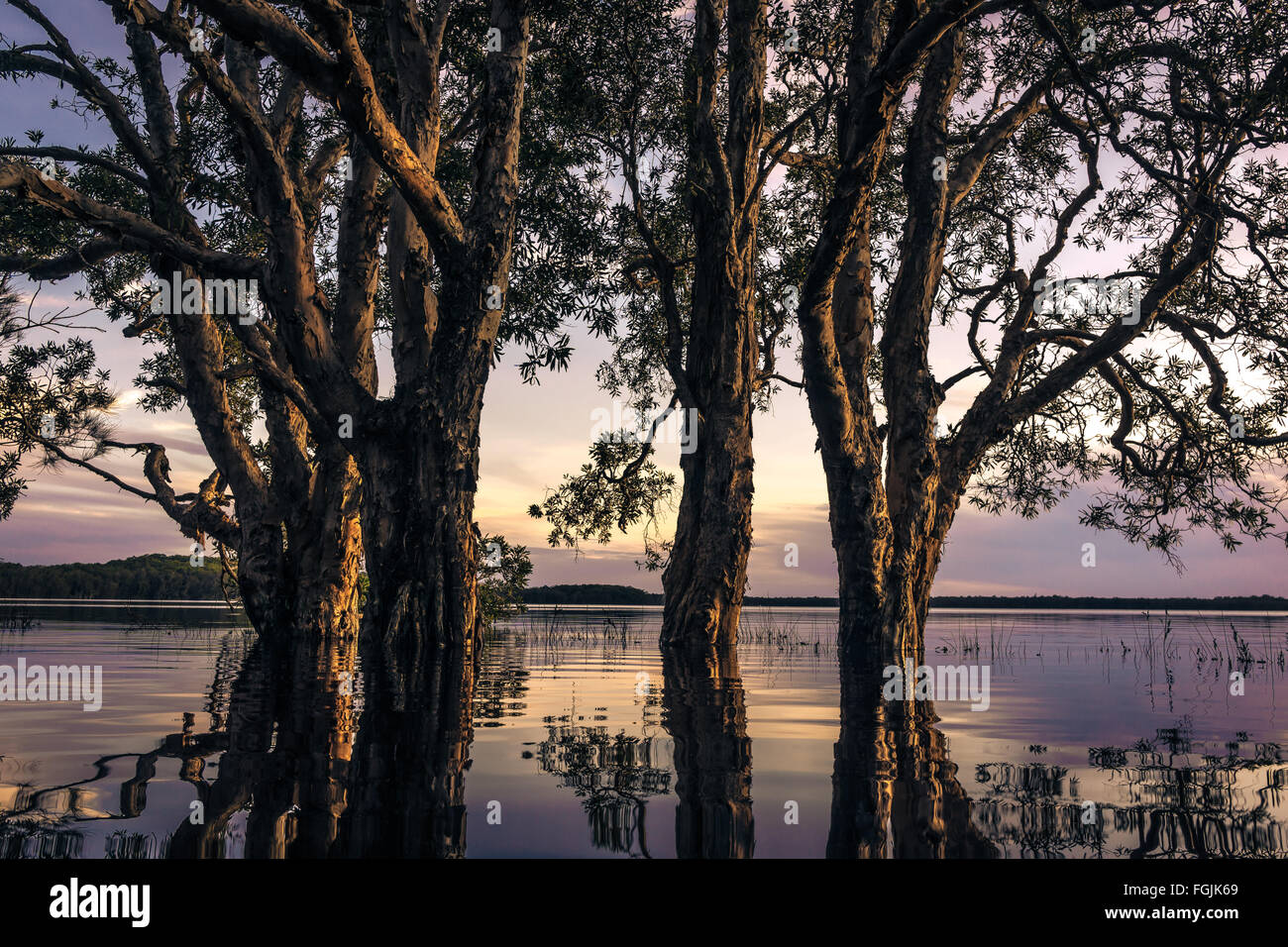 Leichte Bäume in der Dämmerung Myall Lakes Stockfoto