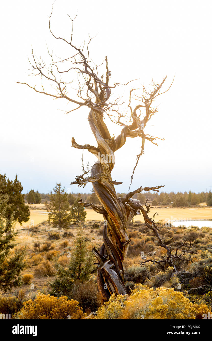 Große gedrehte Wacholder in Zentral-Oregon im Winter kurz vor einem großen Sturm. Stockfoto