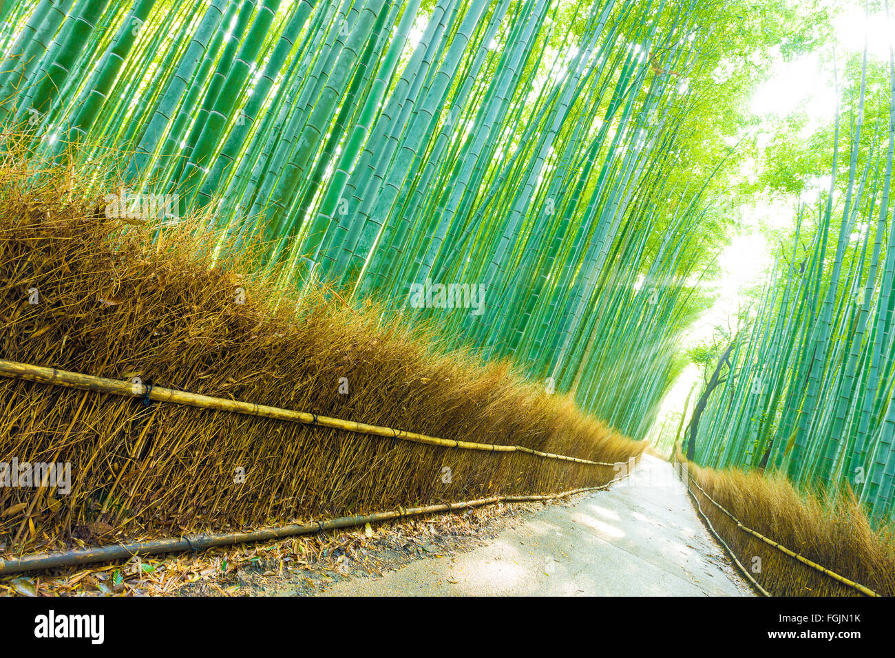 Morgensonne Spitzen durch hohe Bambusstämme Form Gott Strahlen auf einer leeren Gehweg Straße in Arashiyama Bambushain Wald in Stockfoto