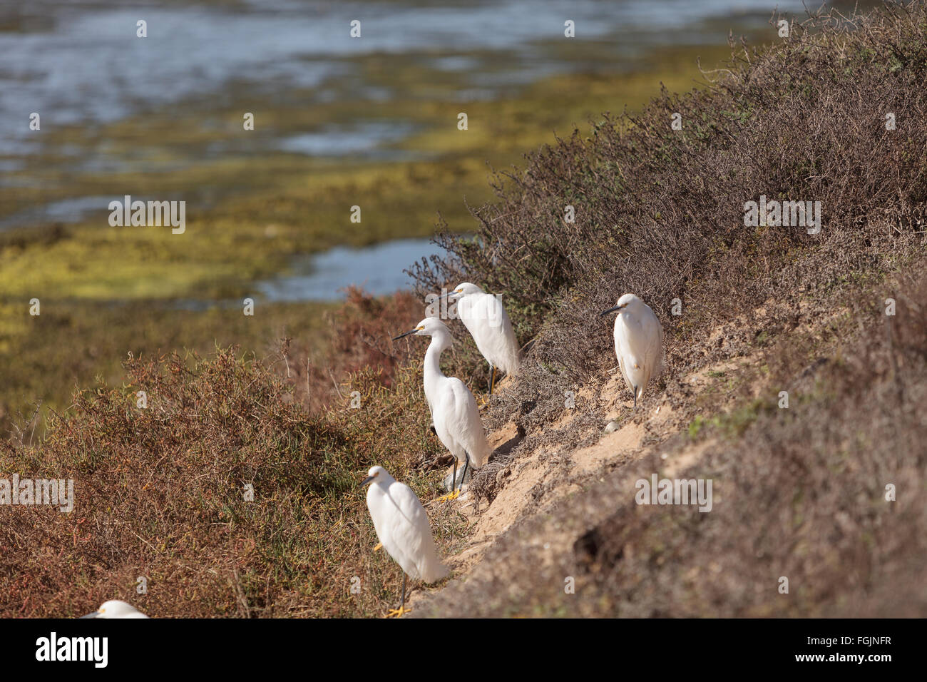 Snowy Reiher, Egretta unaufger, Vogel Futter in einem Sumpf in Huntington Beach, Kalifornien, Vereinigte Staaten Stockfoto