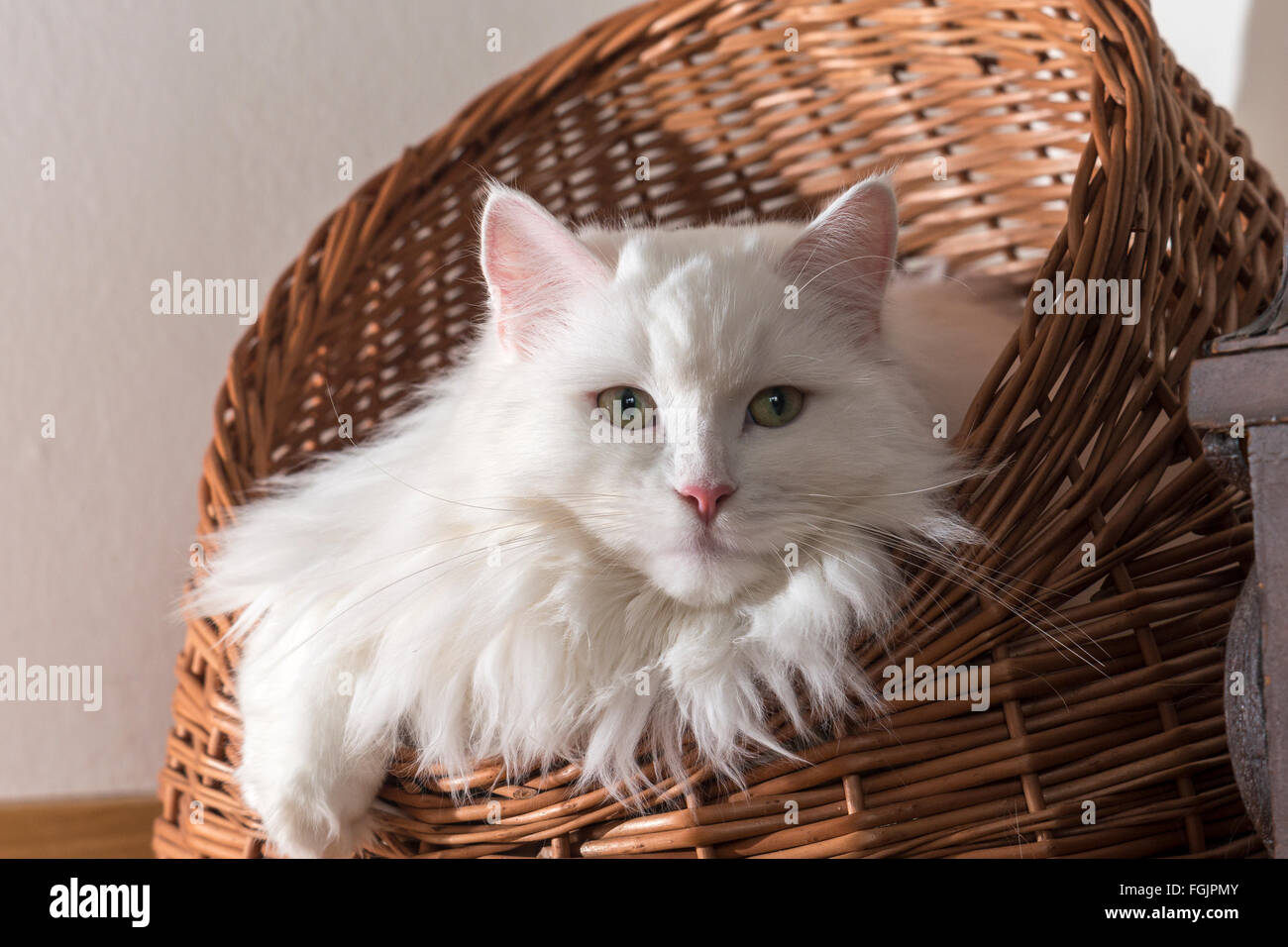 Reinrassige Katze sitzt im Korb, Deutsch Langhaar, weiß, tomcat Stockfoto