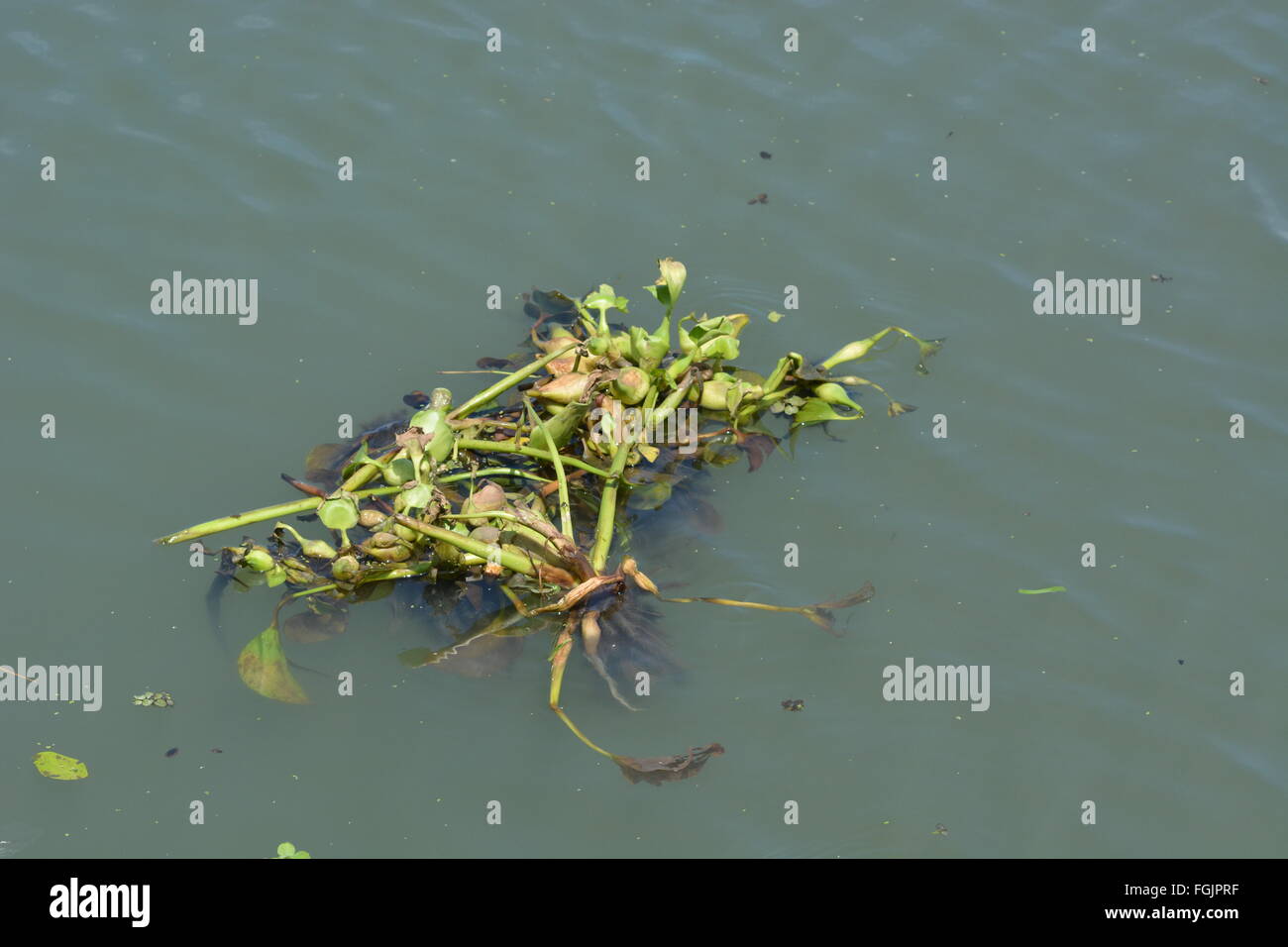 Kochi, Indien - 11. November 2015 - Seerose Pest im Indischen Ozean Stockfoto