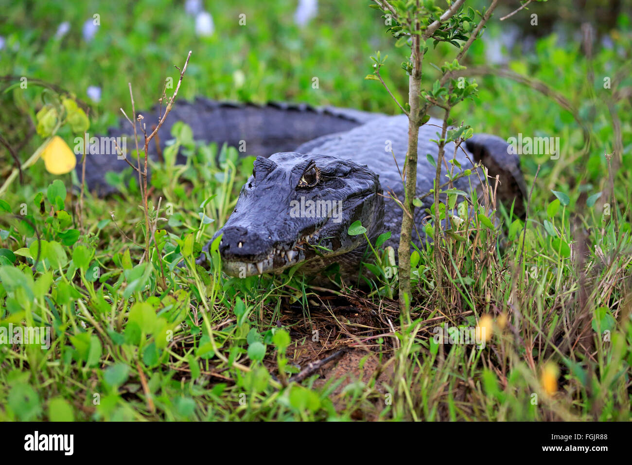 Paraquay Caiman, Pantanal, Mato Grosso, Brasilien, Südamerika / (Caiman Yacare) Stockfoto