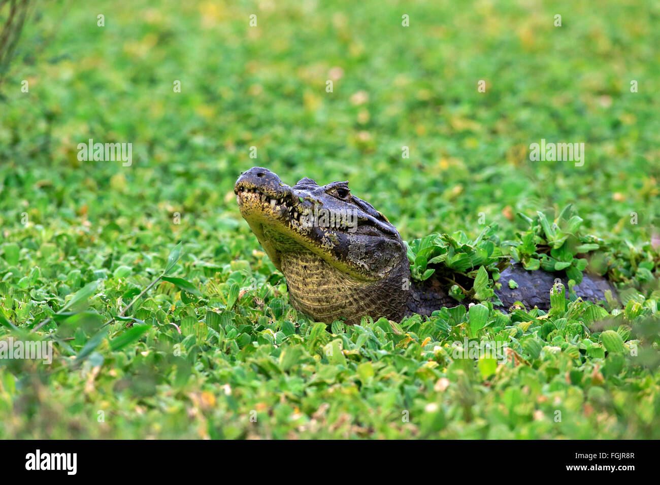 Paraquay Caiman, in Wasser Kopfsalat, (Bahnfahrer Stratiotes), Pantanal, Mato Grosso, Brasilien, Südamerika / (Caiman Yacare) Stockfoto