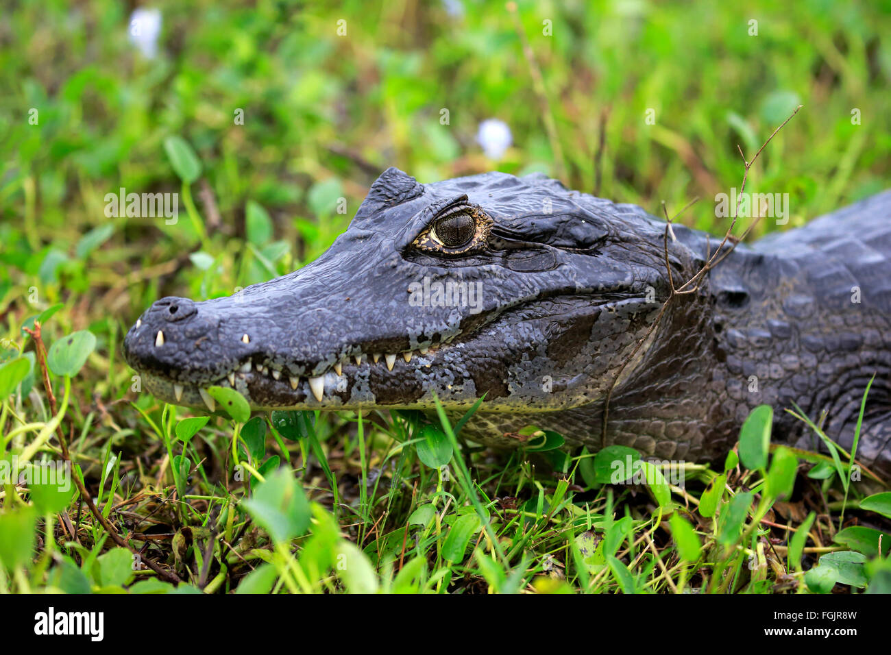 Paraquay Caiman, Pantanal, Mato Grosso, Brasilien, Südamerika / (Caiman Yacare) Stockfoto