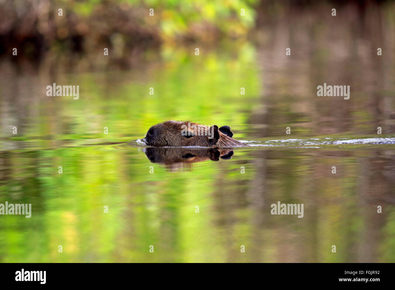 Capybara, Pantanal, Mato Grosso, Brasilien, Südamerika / (Hydrochoerus Hydrochaeris) Stockfoto