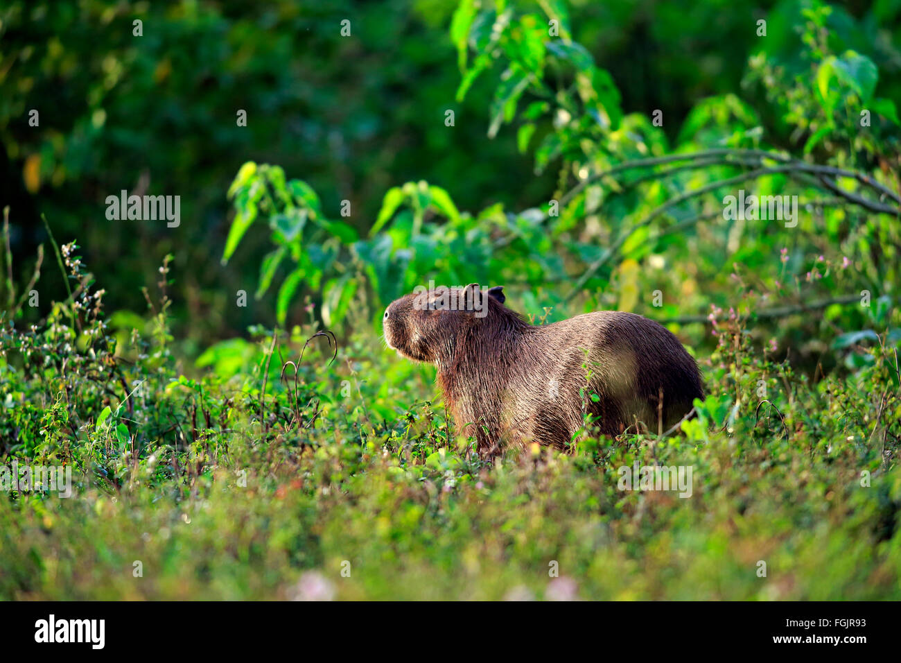 Capybara, Erwachsene auf Ufer, Pantanal, Mato Grosso, Brasilien, Südamerika / (Hydrochoerus Hydrochaeris) Stockfoto