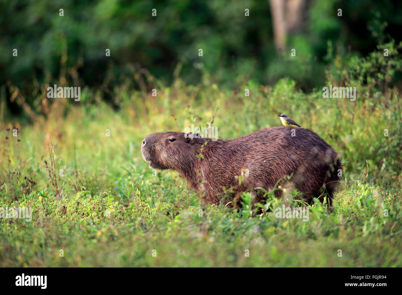 Capybara Erwachsener am Ufer mit geringerem Kiskadee auf Rückseite Pantanal Mato Grosso Brasilien Südamerika / (Hydrochoerus Hydrochaeris) Stockfoto