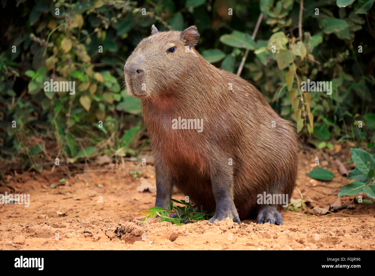 Capybara, Erwachsene auf Ufer, Pantanal, Mato Grosso, Brasilien, Südamerika / (Hydrochoerus Hydrochaeris) Stockfoto