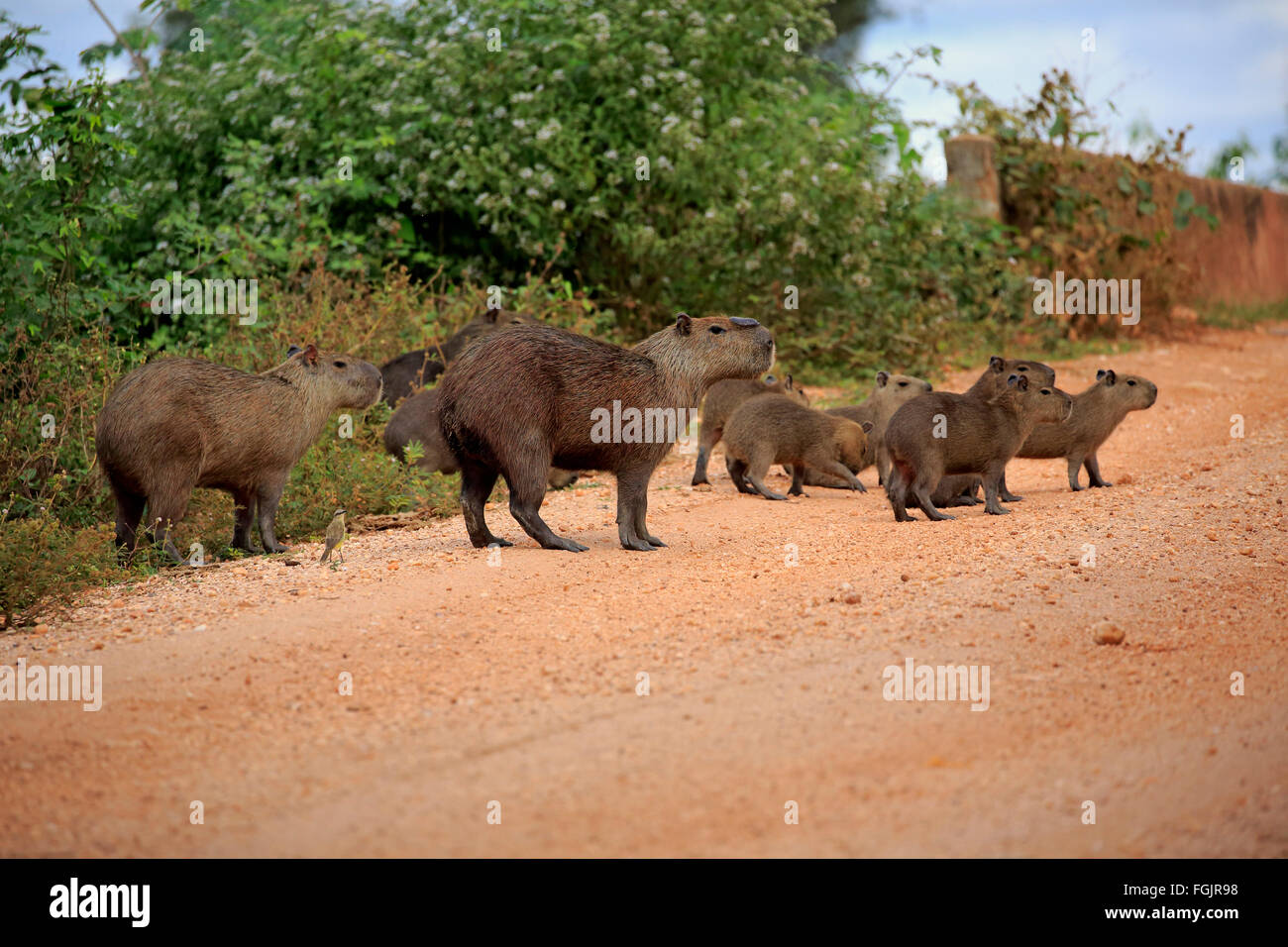 Capybara, Familien mit Kinder am Ufer, Pantanal, Mato Grosso, Brasilien, Südamerika / (Hydrochoerus Hydrochaeris) Stockfoto