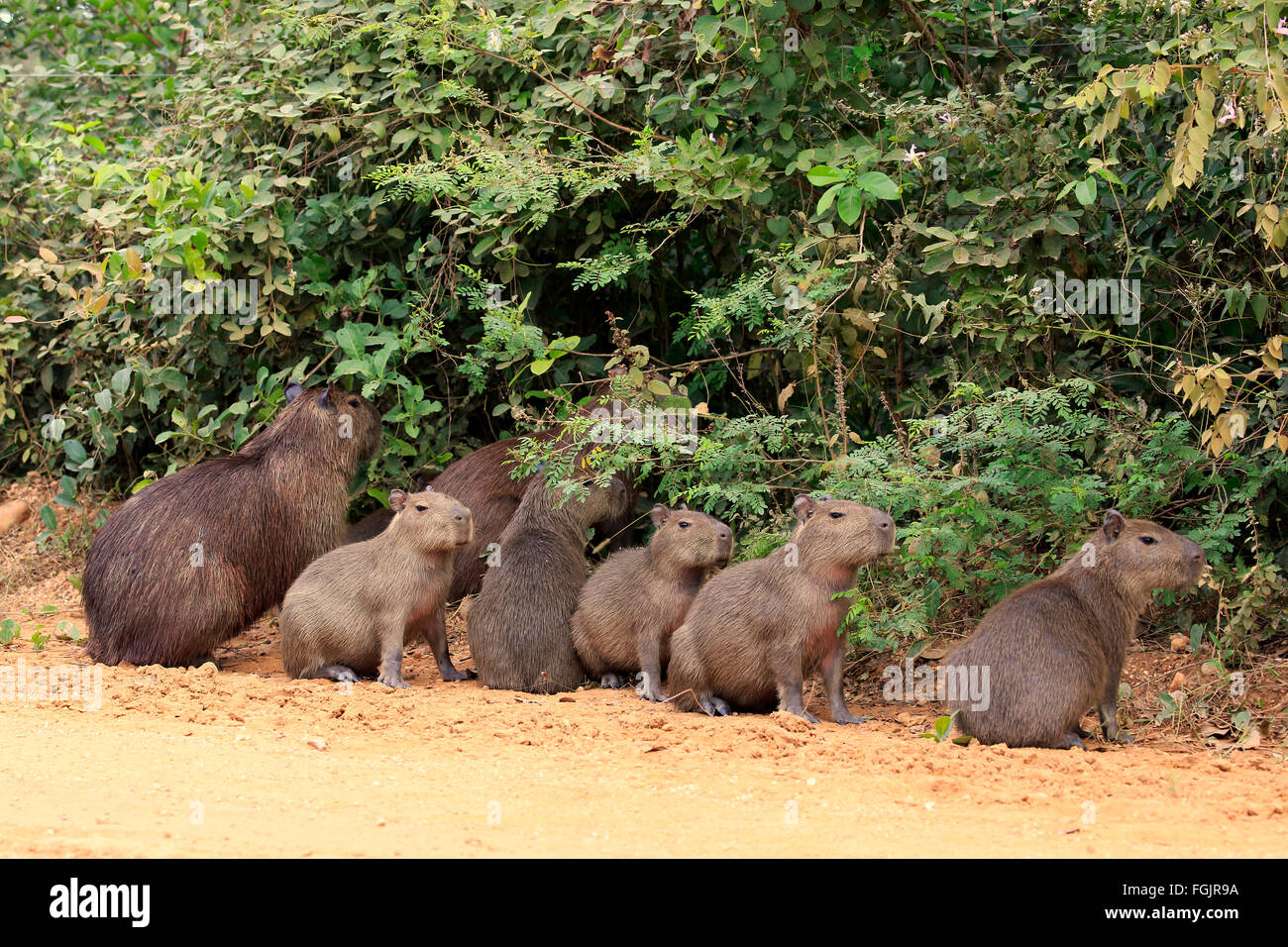 Capybara, Erwachsene mit Youngs am Ufer, Gruppe, Pantanal, Mato Grosso, Brasilien, Südamerika / (Hydrochoerus Hydrochaeris) Stockfoto