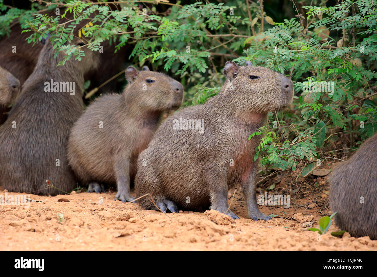 Capybara, Gruppe von jungen am Ufer, Pantanal, Mato Grosso, Brasilien, Südamerika / (Hydrochoerus Hydrochaeris) Stockfoto
