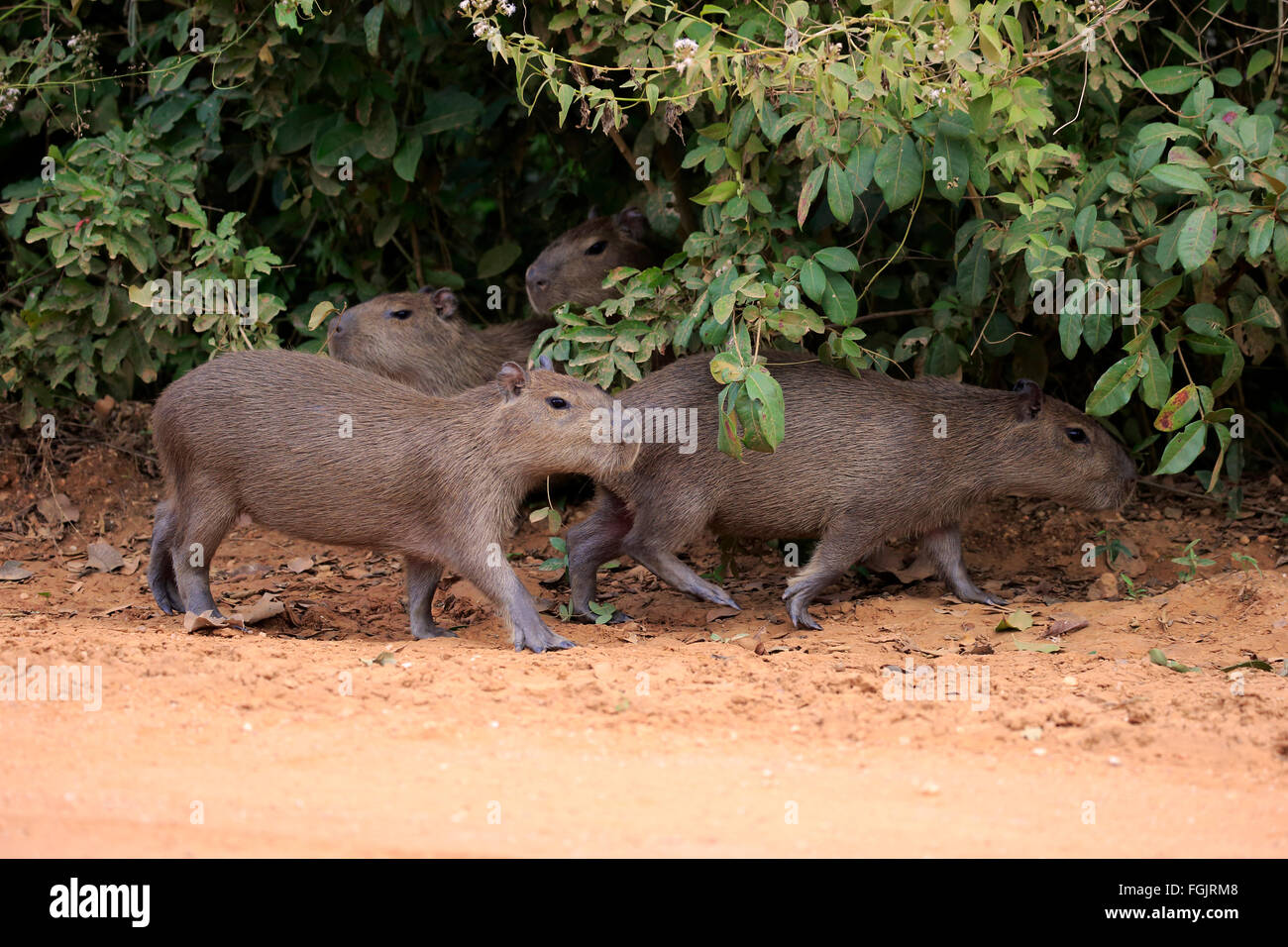 Capybara, Gruppe von jungen am Ufer, Pantanal, Mato Grosso, Brasilien, Südamerika / (Hydrochoerus Hydrochaeris) Stockfoto