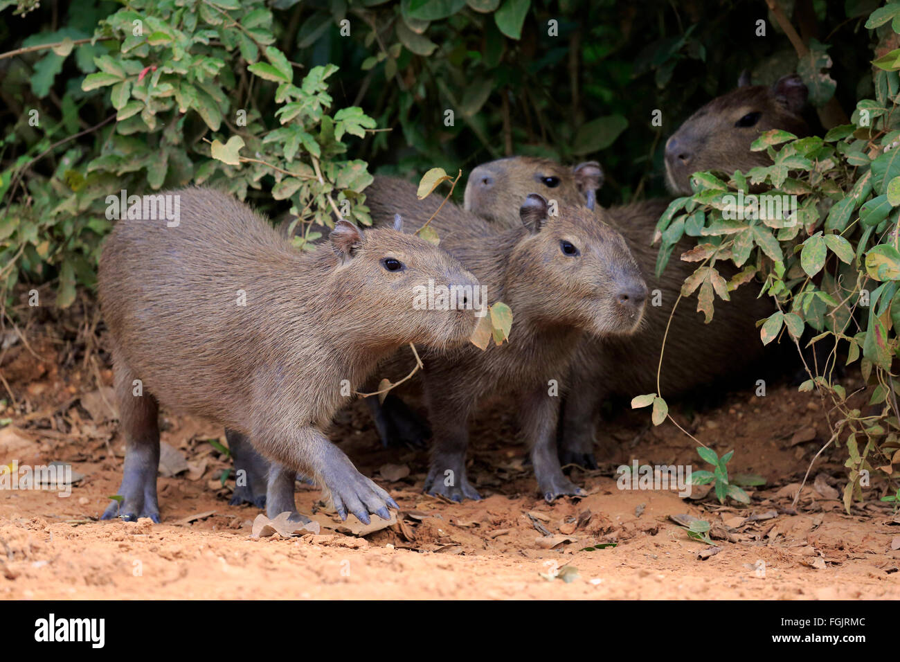 Capybara, Geschwister am Ufer, Youngs, Pantanal, Mato Grosso, Brasilien, Südamerika / (Hydrochoerus Hydrochaeris) Stockfoto