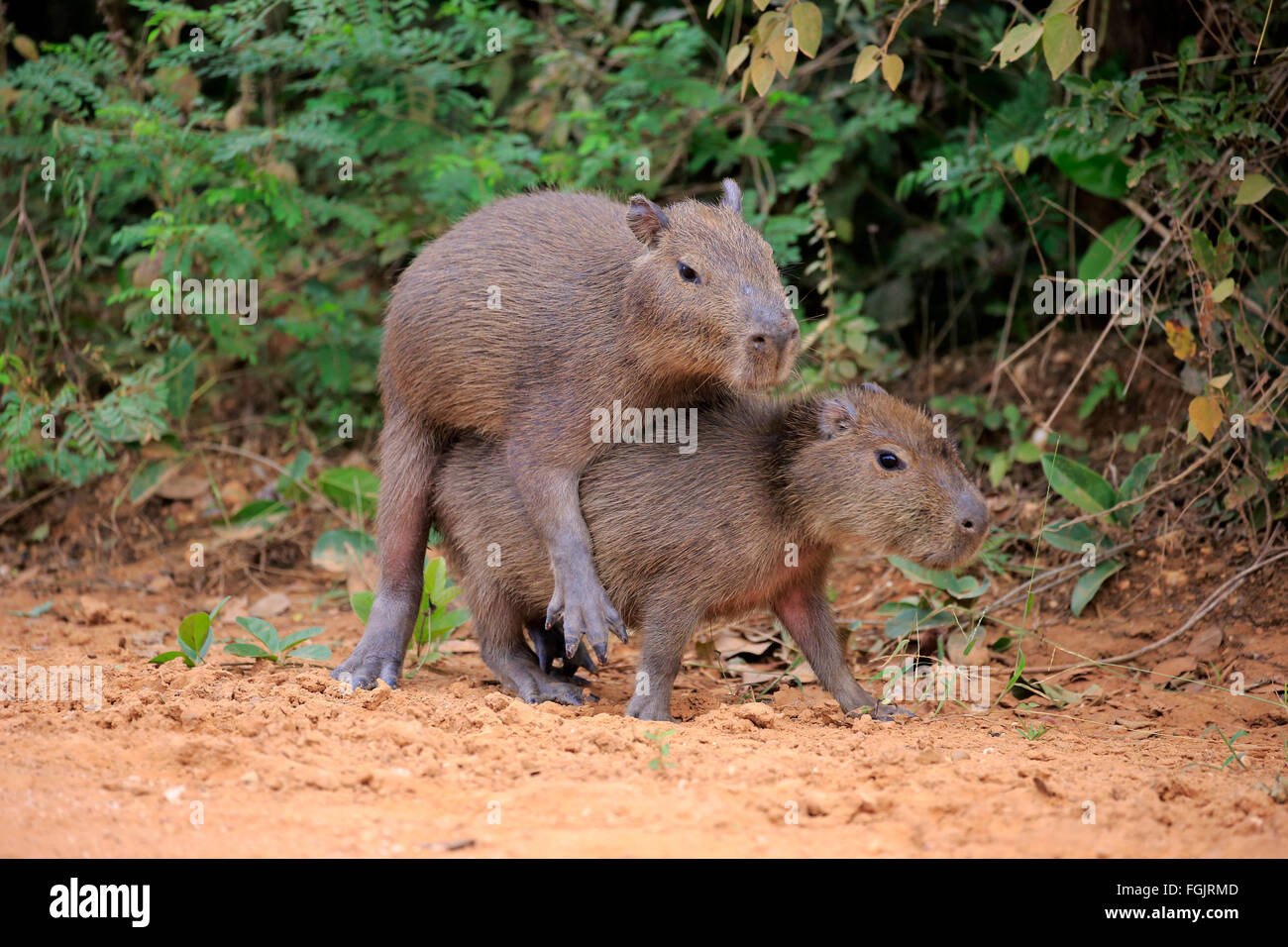 Capybara Geschwister am Ufer Youngs Sozialverhalten Pantanal Mato Grosso Brasilien Südamerika / (Hydrochoerus Hydrochaeris) Stockfoto
