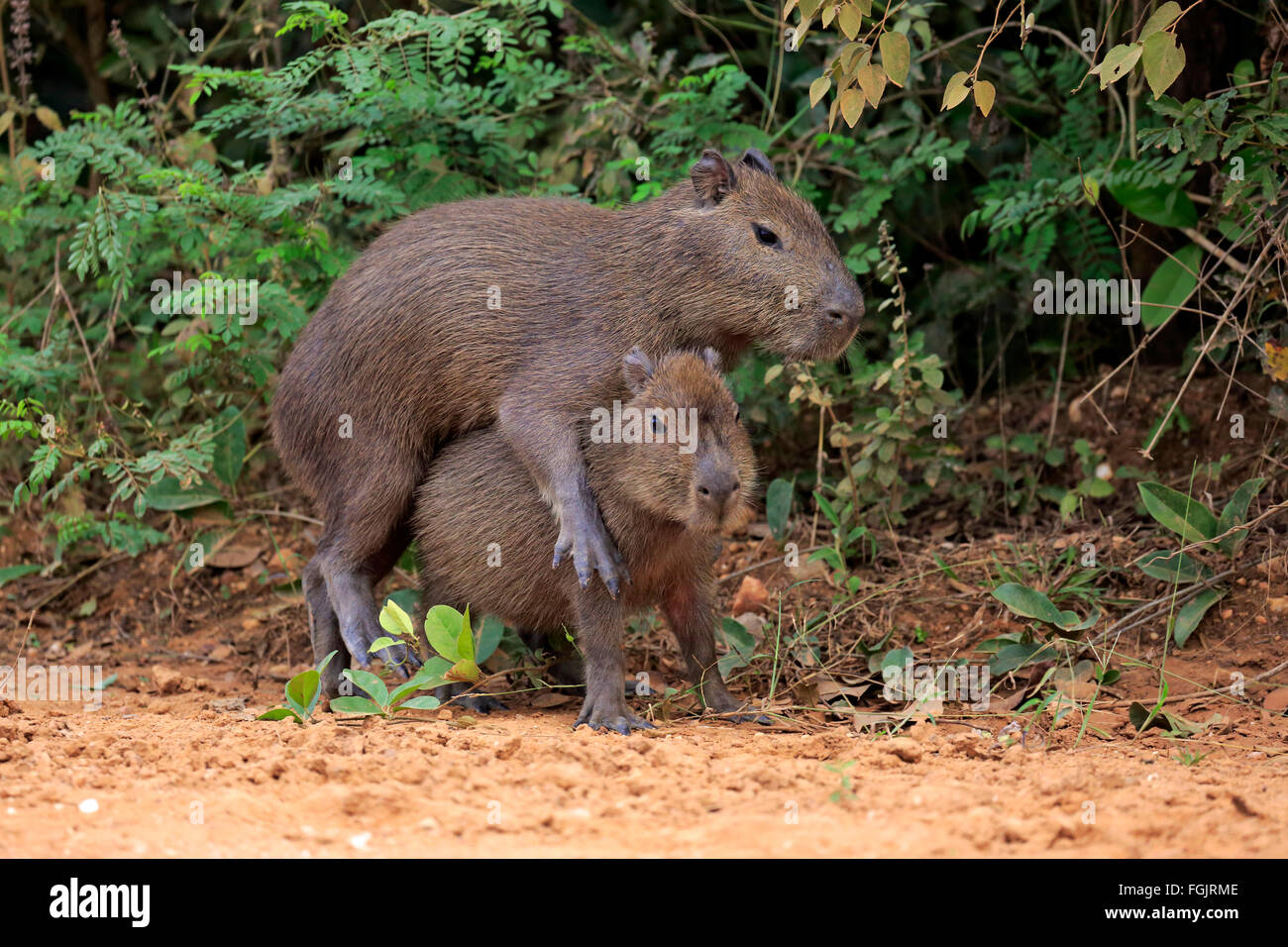 Capybara Geschwister am Ufer Youngs Sozialverhalten Pantanal Mato Grosso Brasilien Südamerika / (Hydrochoerus Hydrochaeris) Stockfoto