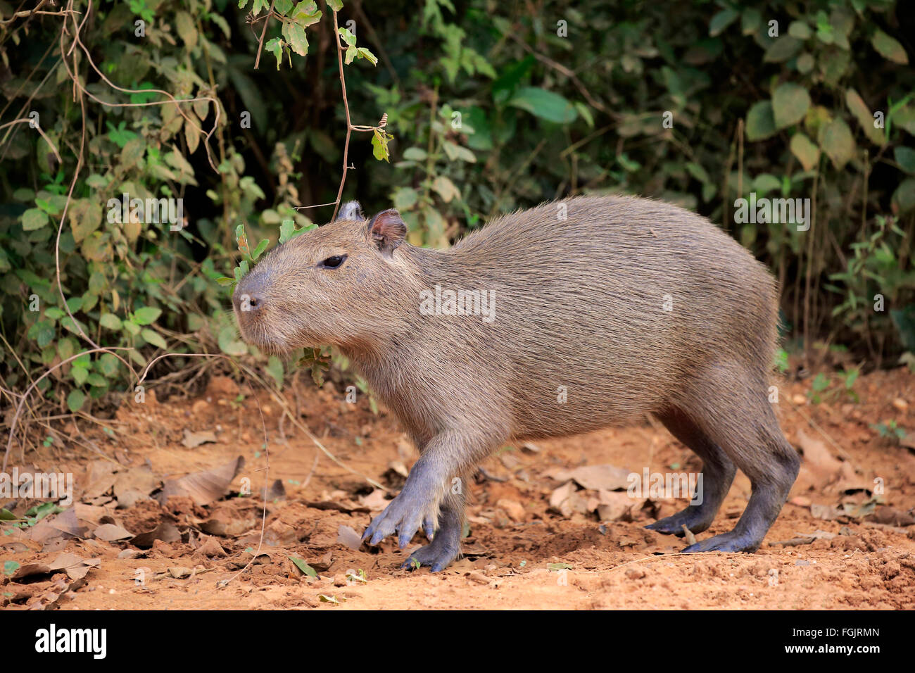 Capybara, jung, Pantanal, Mato Grosso, Brasilien, Südamerika / (Hydrochoerus Hydrochaeris) Stockfoto