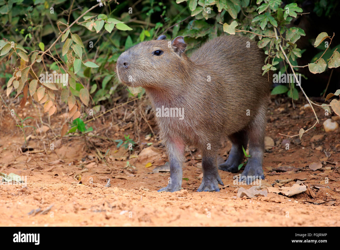 Capybara, jung, Pantanal, Mato Grosso, Brasilien, Südamerika / (Hydrochoerus Hydrochaeris) Stockfoto