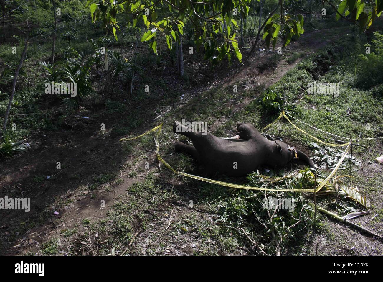 Aceh. 20. Februar 2016. Foto am 20. Februar 2016 zeigt einem Sumatra-Elefanten (Elephas Maximus Sumatranus), die zum Tode bei Karang Ampar in Aceh, Indonesien vergiftet wurde. Aceh Natural Resource Conservation Agency (BKSDA) sagte, dass die Bevölkerung von Sumatra-Elefanten weiter hat in den letzten Jahren rückläufig. Bildnachweis: Junaidi/Xinhua/Alamy Live-Nachrichten Stockfoto