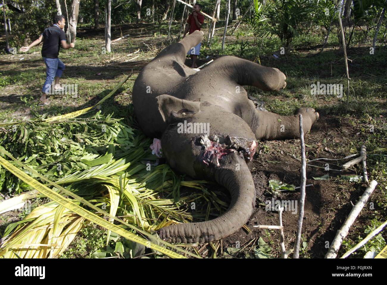 Aceh. 20. Februar 2016. Foto am 20. Februar 2016 zeigt einem Sumatra-Elefanten (Elephas Maximus Sumatranus), die zum Tode bei Karang Ampar in Aceh, Indonesien vergiftet wurde. Aceh Natural Resource Conservation Agency (BKSDA) sagte, dass die Bevölkerung von Sumatra-Elefanten weiter hat in den letzten Jahren rückläufig. Bildnachweis: Junaidi/Xinhua/Alamy Live-Nachrichten Stockfoto